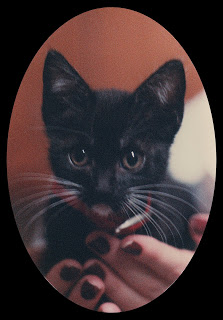 June as a very tiny kitten